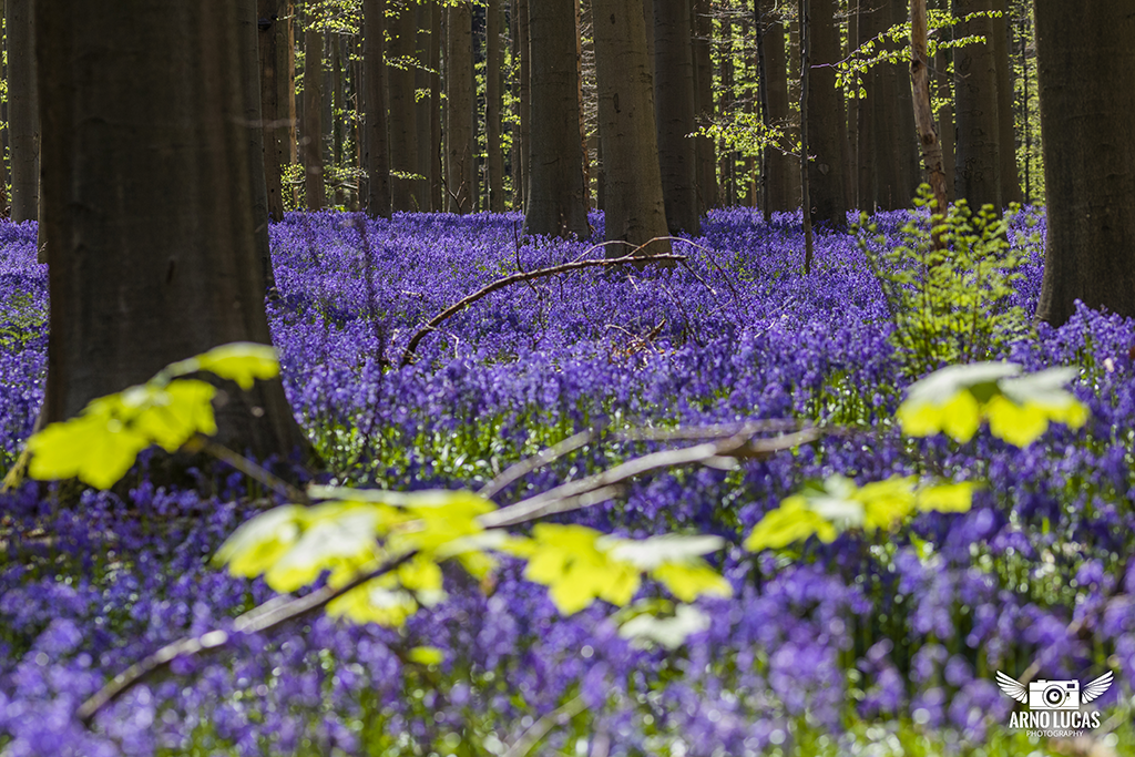 Categorie: natuur