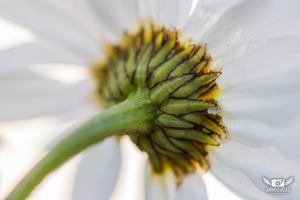 Zoek de 5 verschillen - Bloemetje, © Arno Lucas