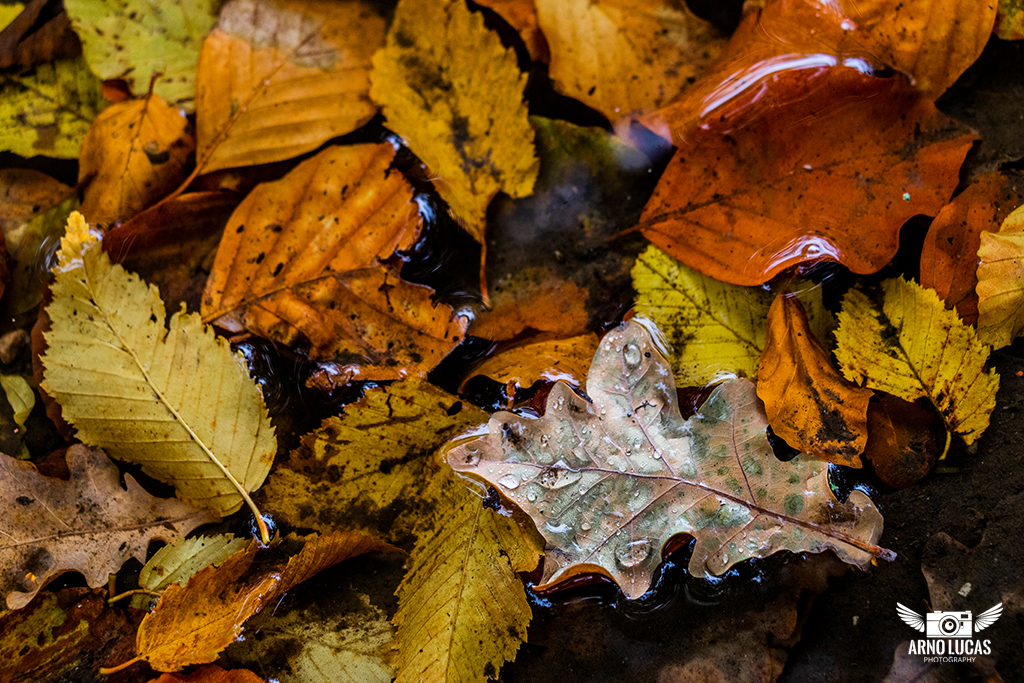 Zoek de 5 verschillen - Typisch herfst, © Arno Lucas
