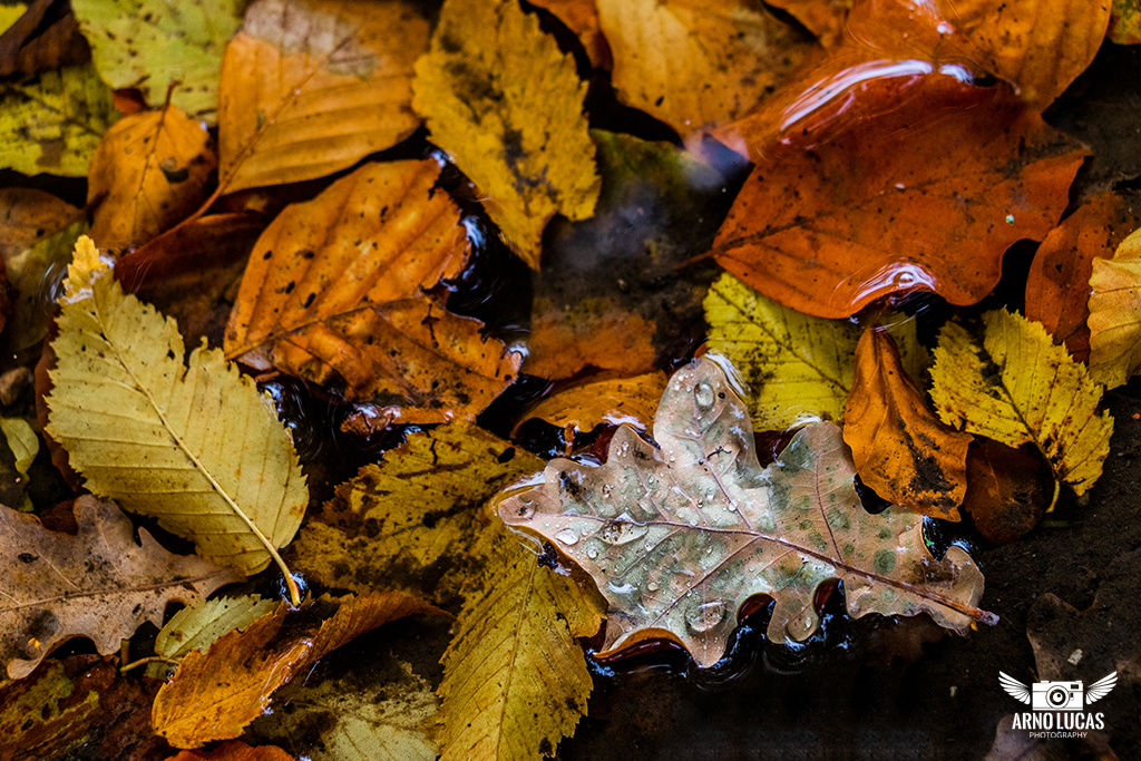 Zoek de 5 verschillen - Typisch herfst, © Arno Lucas